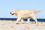 GOLDEN RETRIEVER 494